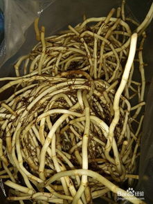 新鲜鱼腥草翠绿欲滴，干鱼腥草如何