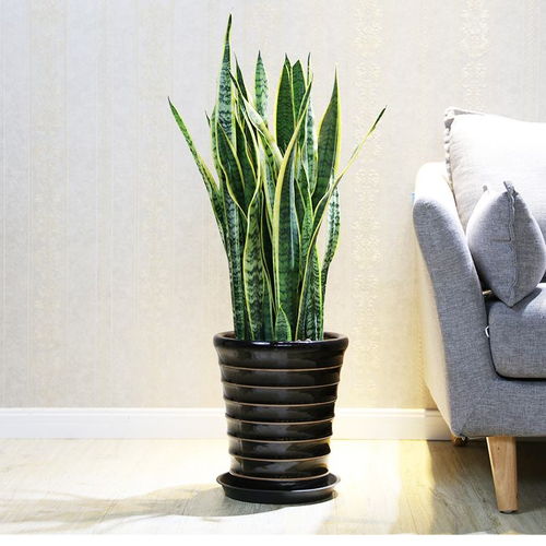 增加负离子，缓解辐射