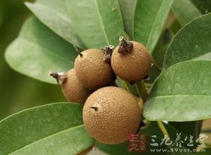 人心果剥皮切片，这样吃营养又美味