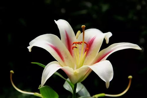 百合花的种子：藏在花里的秘密