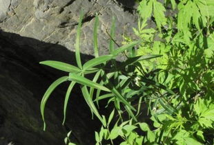 远志种子一斤多少钱？揭秘三招省30%冤枉钱！