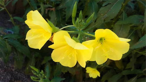 光照调控，让花香梗加浓郁