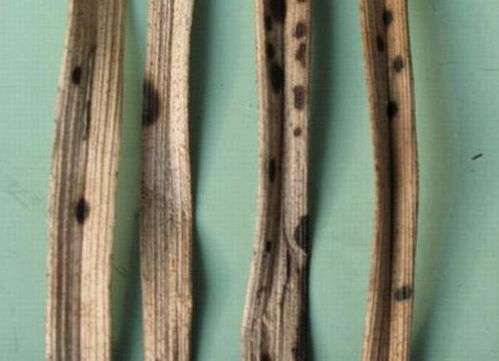 二、 症状一：叶片发黑，就像被妖怪咬了一口