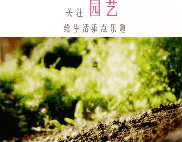 野花野草，谁主沉浮？