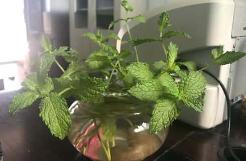 薄荷种植的最佳季节是什么时候？