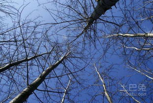 96树的价格影响因素大揭秘