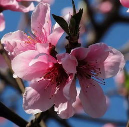 1. 樱花：春天的使者