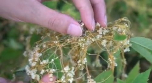 老天爷变脸，种植户怎么办？