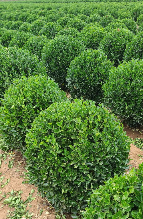 冬青球，未来前景如何？