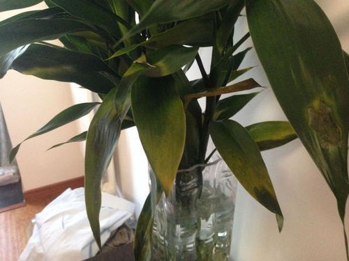 螺旋竹的摆放位置