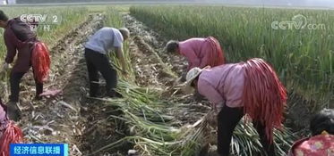 除草剂打不死草， 反而把葱打死了