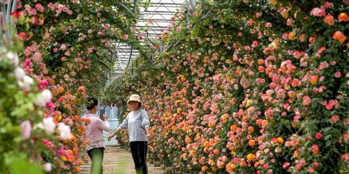 月季花开，北京月季文化节即将盛大开幕！