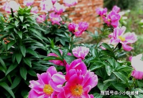 芍药将离，前半部分