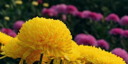 小白花，你给我带来了什么？