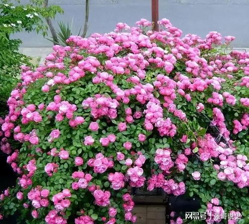 藤本月季种植方法：新手也能养出漂亮花墙的秘诀