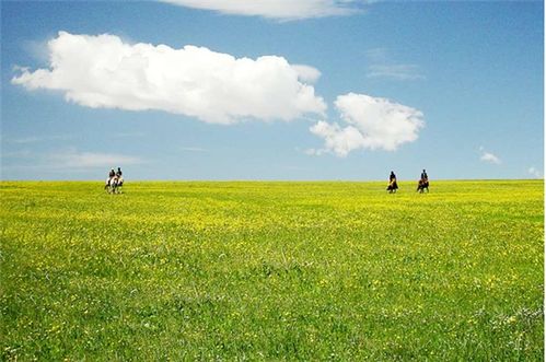 百喜草，高产优质的喂羊牧草