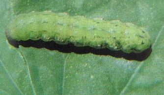 甜菜夜蛾， 防治要及时