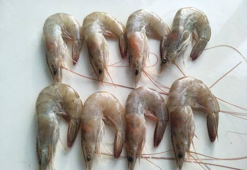 冰冻虾和新鲜虾的价格差异大吗？一般冰冻虾多少钱一斤？