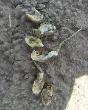 操作步骤， 三步走