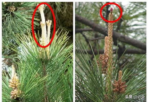 松芽的颜色，透露着价格的秘密