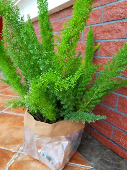 养护方案的效益对比