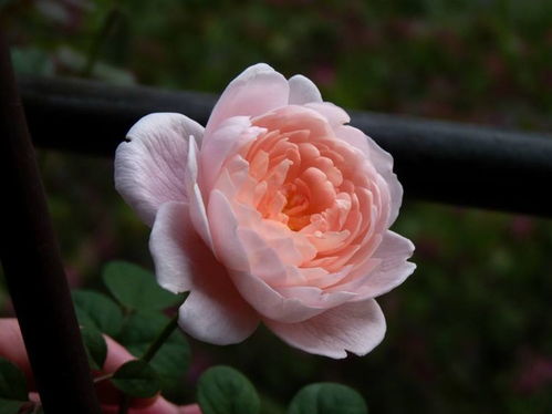 深色花瓣的成因