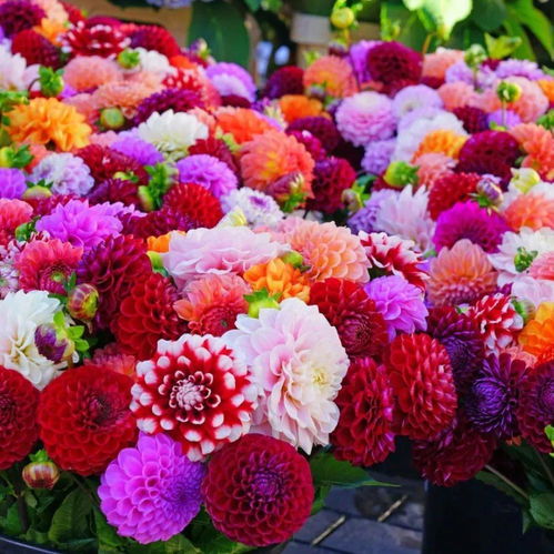 第一步：选个好地方，让大丽花晒晒太阳