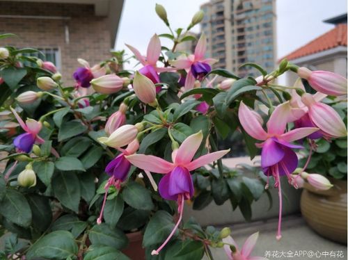 结香花在不同环境的生长差异