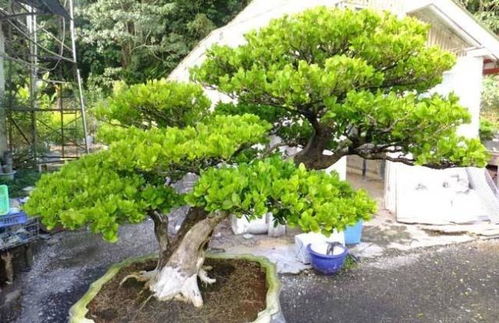 盆栽松树品种推荐