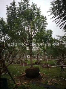 蓝花楹：南方佳丽，嫩否在湖南安家？