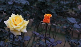 南昌月季：花海中的城市名片