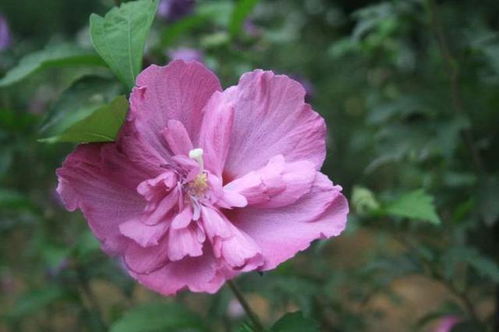 空间大小， 决定花儿品种
