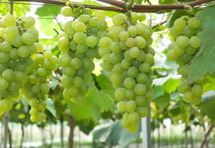 如何保鲜新鲜葡萄：花卉保鲜技巧大揭秘