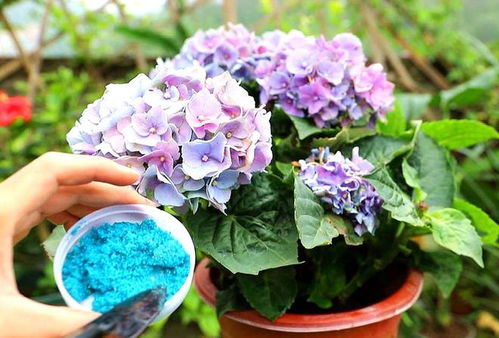 绣球花垂头，影响观赏