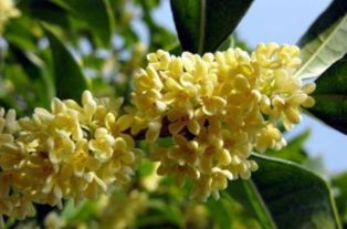 桂花的生长条件