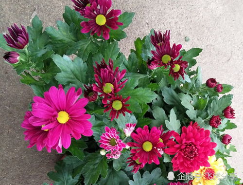 四五月份新手种植花卉指南：避开常见问题， 让花朵绽放光彩