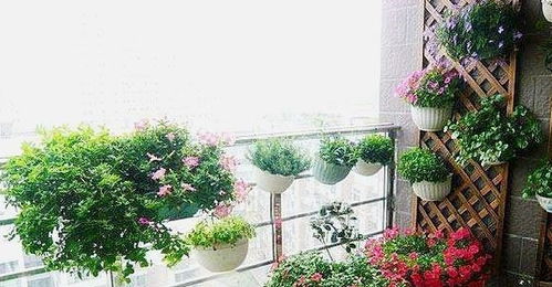 中国花卉网官网是哪？新手养花入门必看有哪些技巧