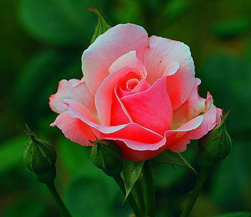 施肥原则的把握