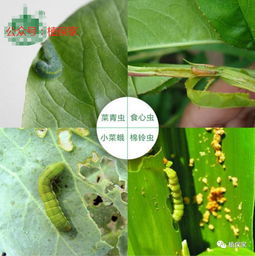 甲维盐：农民口中的虫见愁，这农药成分到底有多厉害？