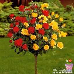 树状月季：月季界的“新宠”