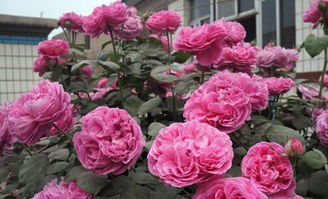 保定市的植物之美