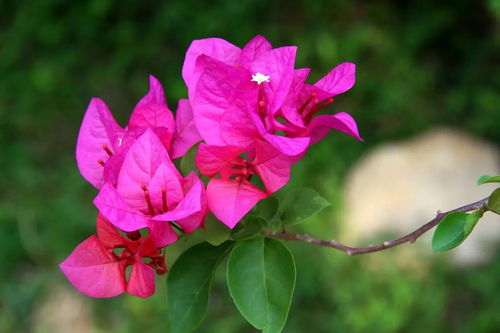 三角梅掉花？揭秘掉花真相！