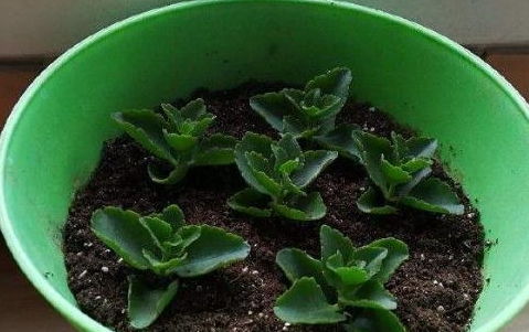 河沙闷养，打造生根温室