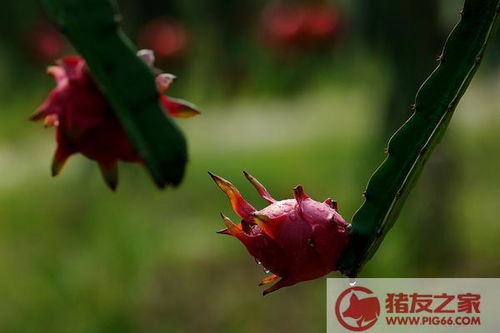 火龙果种植密度多少最适宜，栽培密度如何确定