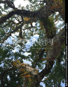 花果与种子，自然的标签