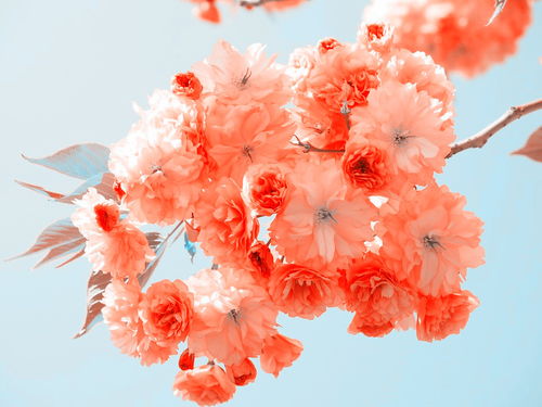 海棠：典雅高贵， 美得令人陶醉