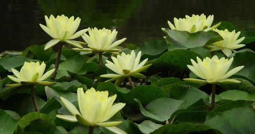 睡莲Zui适合的肥料是啥？