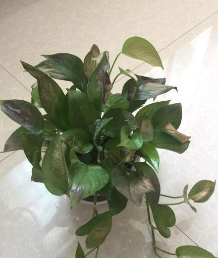 绿萝晒太阳有讲究，新手养绿萝