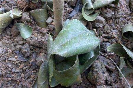 染后你得观察它的叶子