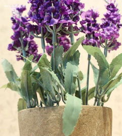 薰衣草种植方法步骤详细讲解，如何在家成功种植薰衣草